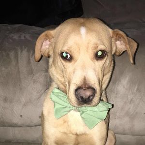 Meet your Posher, Livv